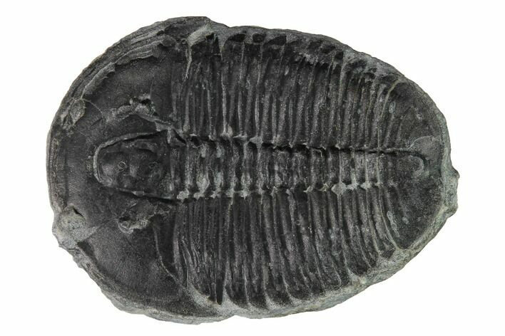 Elrathia Trilobite Fossil - Utah #169520